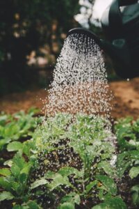 Planten
