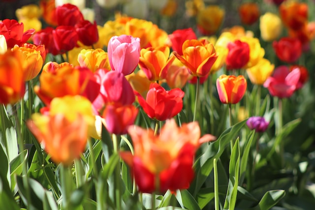 Bloemen