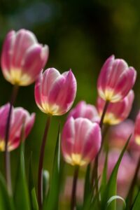 Bloemen